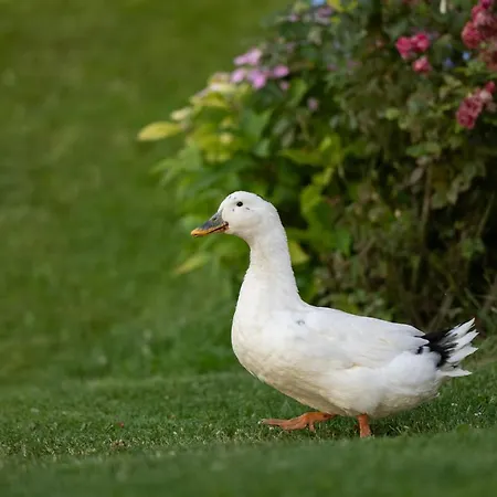 Apartment Grunt Sonek