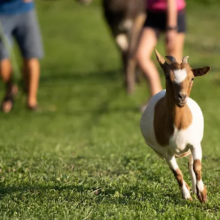 Apartman Grunt Sonek Mislinja