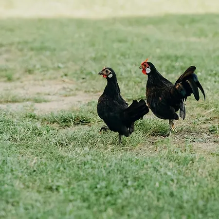 Grunt Sonek Appartement