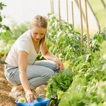 Grunt Sonek * Mislinja