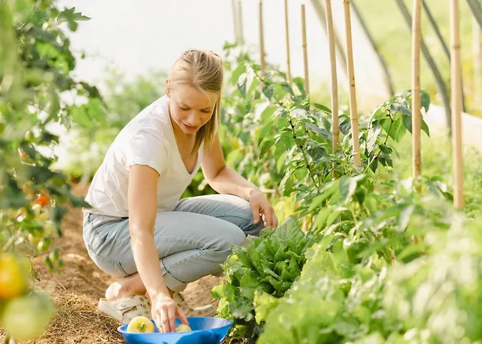 Grunt Sonek * Mislinja